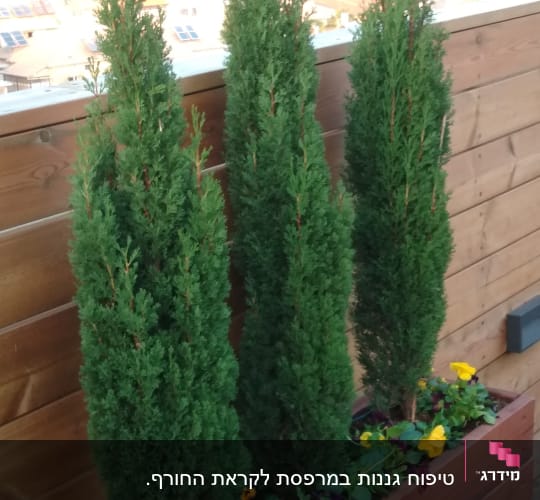 שלושה עצי נוי באדנית עץ עם פרחים צבעוניים